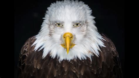 Staring Eagle Know Your Meme Celebrity Biography Personal Life Gossips Net Worth