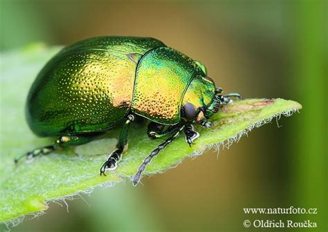 1000 Images About Green Metallic Beetle Beetles Luchee Sheild Bug