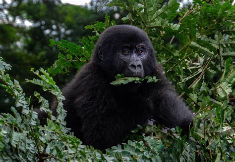 1day Gorilla Tracking Bwindi Impenetrable Forest National Park Uganda