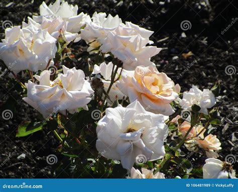 Bright White Garden Roses Blooming In Summer Season Stock Image Image