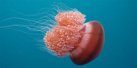 The house that never dies 2 watch in high quality! The jellyfish that never dies | BBC Earth | BBC Earth