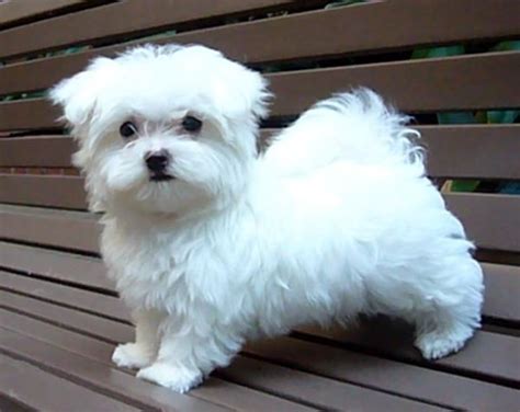 1000 Images About Maltese People On Pinterest Teacup Maltese Puppies