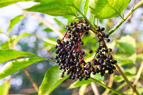 How To Start Growing Elderberries For Syrups Wines And Jellies Food