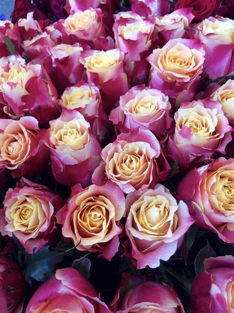 Free Images Blossom Purple Petal Bloom Love Romance Romantic