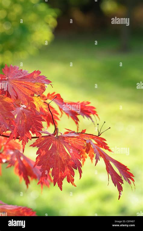 Acer Palmatum Japanese Maple Leaves In Woodland Stock Photo Alamy