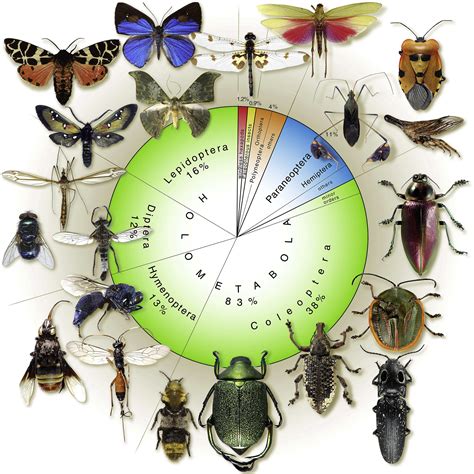 Insect Evolution Current Biology