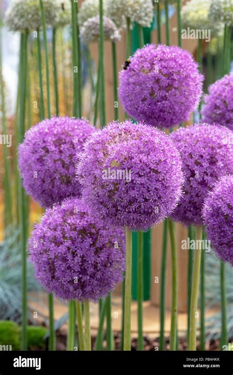 Allium Giganteum Ornamental Onions On A Flower Show Display Uk