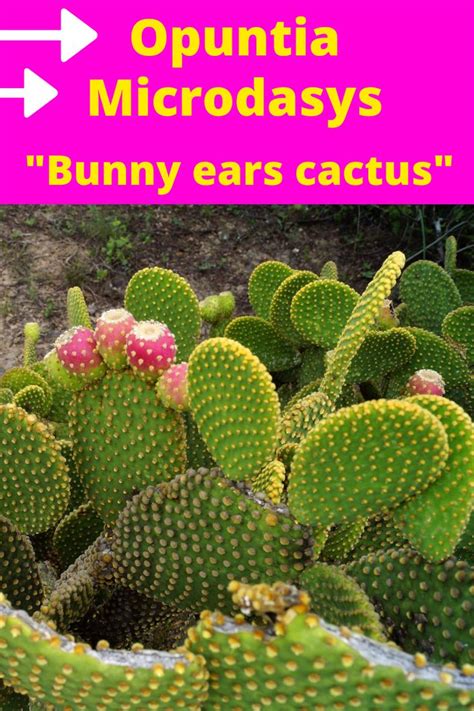 How to water a bunny ears cactus can be confusing since they require more water during their growing season than in the winter. Succulents: Opuntia Microdasys in 2020 | Opuntia ...