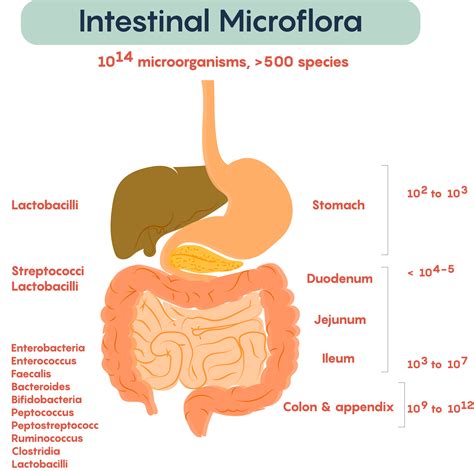 Human Gut Microbiota
