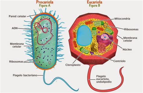 Células Eucariotas Tipos De Celulas