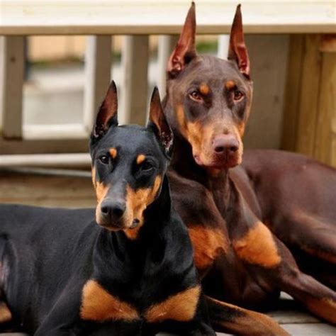 And to act as a guide for judges. 19 Reasons Why Dobermans Are The Worst Dogs To Live With