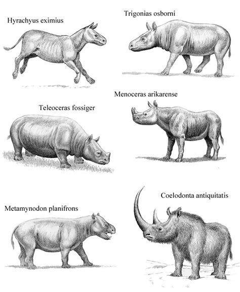Extinct Rhinos 1 Prehistoric Animals Prehistoric Wildlife Ancient