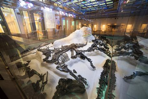 Search hundreds of travel sites at once for lodging in bernissart. Vaste tentoonstelling » Galerij van de Dinosauriërs ...