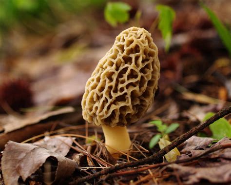 Morel mushroom hunting made easier with Michigan DNR map | 95.3 MNC