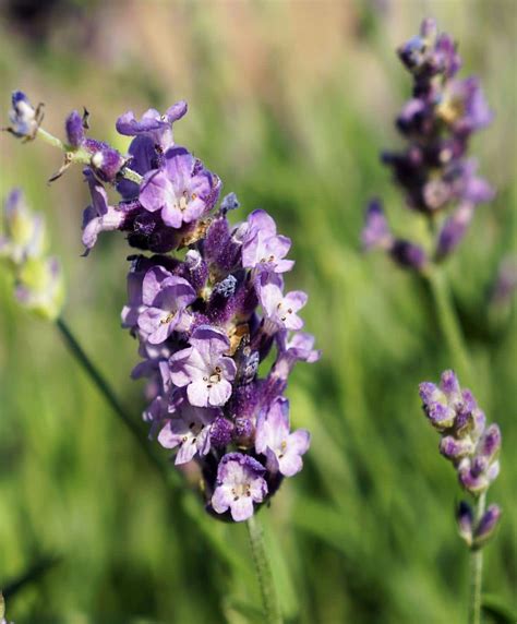 Lavandula Latifolia The Lavender With The Most Effective Essential Oil