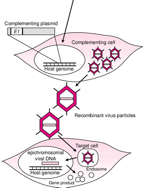 Structure Of Adenoviral Vectors And Principle Of Adenovirus Production