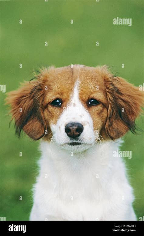 Kooikerhondje Dog Puppy Portrait Stock Photo Alamy
