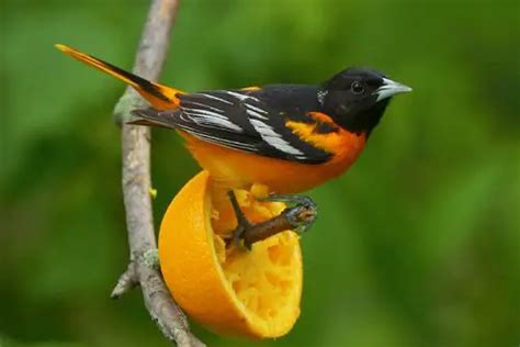 Oriole Bird Facts Anatomy Diet Habitat Behavior Animals Time