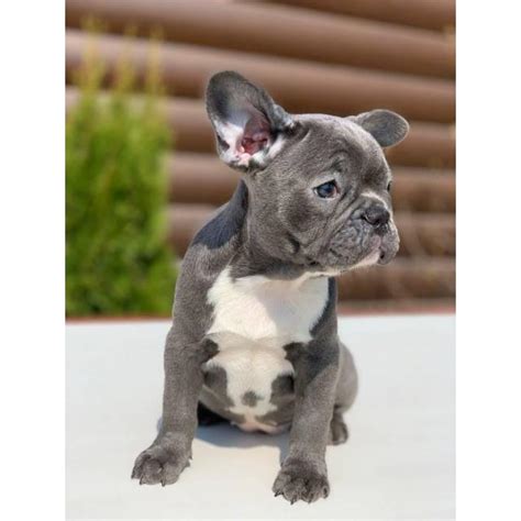 Specializing in blues and merles. 9 weeks old French Bulldog Puppies for Sale in New York ...