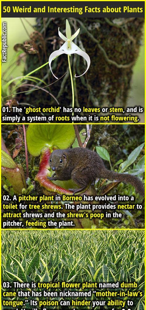 50 Weird And Interesting Facts About Plants With Images Facts About