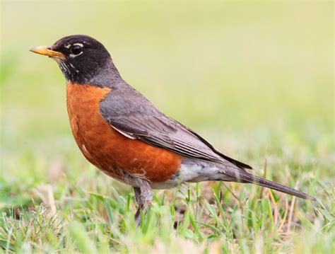 Popular Backyard Birds Of Virginia With Pictures Birdwatching Tips