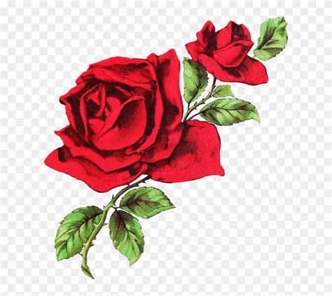 Photos Red Roses Drawing Aesthetic Rose Twitter Header Free