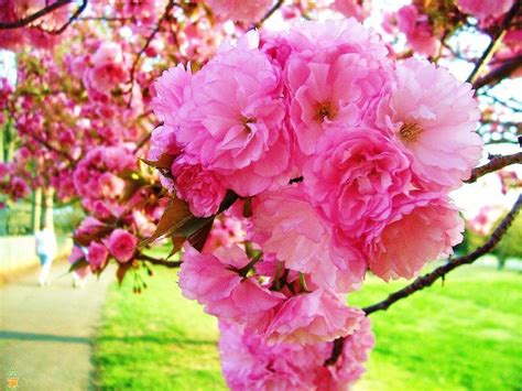 Kwanzan has consistently remained the most popular flowering cherry tree in the world for a multitude of reasons, although none are so important as the sheer beauty of a kwanzan tree. Kwanzan Cherry Tree | Flowering cherry tree, Weeping ...