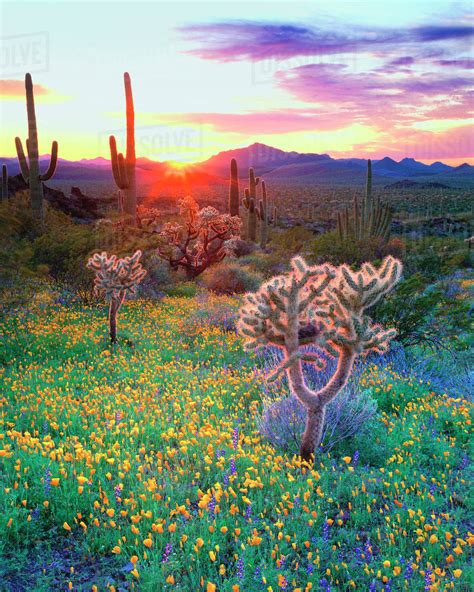 Usa Arizona Wildflowers And Cacti At Sunset In Organ Pipe Cactus