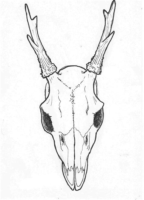 Deer Skull Drawing Easy At Explore Collection Of