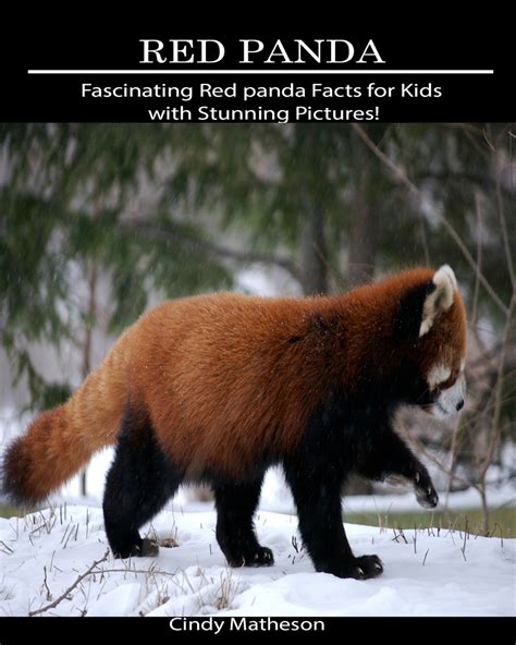 Red Panda Fascinating Red Panda Facts For Kids With
