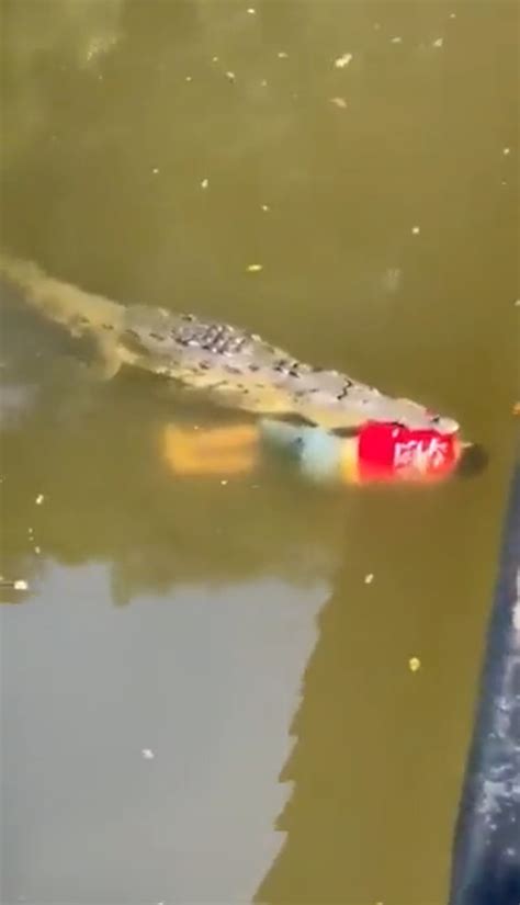 Harrowing Video Captures Moment Giant Crocodile Kills Costa Rican