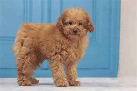 Miniature Poodle Dog Breed Information Images