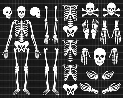 Skeleton Svg Human Skeleton Elements Svg Files For Cricut Etsy