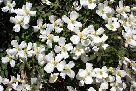 Clematis Winter Flowering Plants Of The Pacific Northwest Gardening