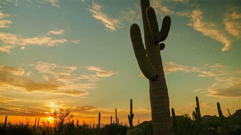 Cactus Wallpapers Top Free Cactus Backgrounds Wallpaperaccess