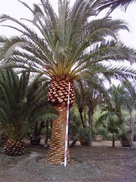 Gregory Palm Farms Wanted Canary Island Palm Trees