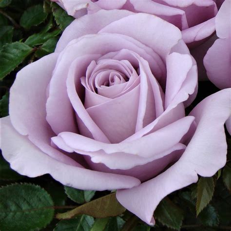 Maybe you would like to learn more about one of these? Blue Moon - Colin Gregory Roses Ltd, Lincolnshire
