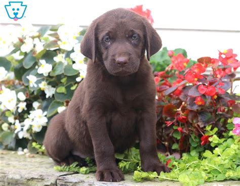 May 17, 2021 may 25, 2021. Dora | Puppies, Chocolate lab puppies, Puppies for sale