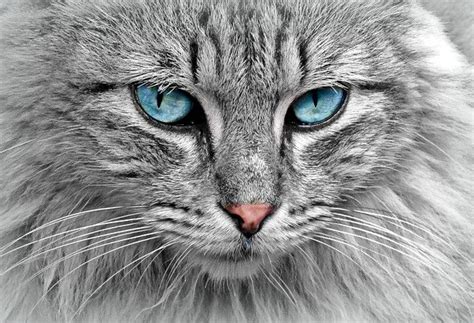 Az Big Media The 10 Most Popular Cat Breeds In The World Catsarticle