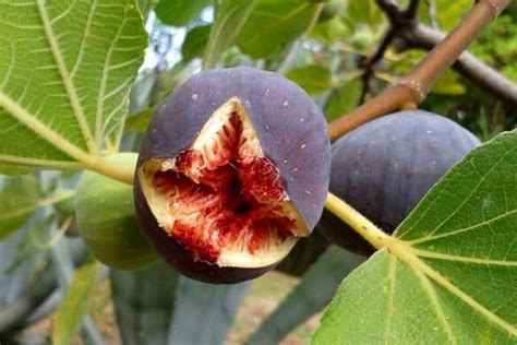 How To Grow Fig Trees In Containers Urban Garden Gal