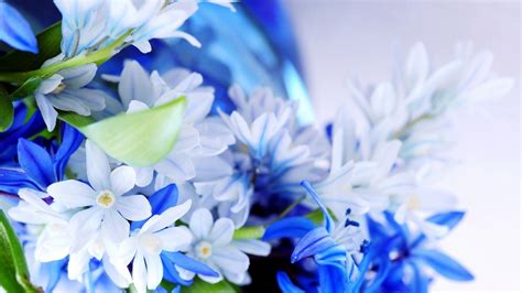 Flowers Nature Plants Macro Closeup Blue Flowers