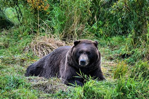 Brown Bear At Alaska Wildlife Conservation Center In Portage Alaska