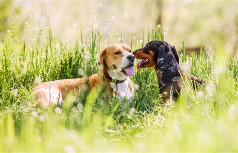 We did not find results for: The Difficulties of Getting Two Puppies Together | Vets Now