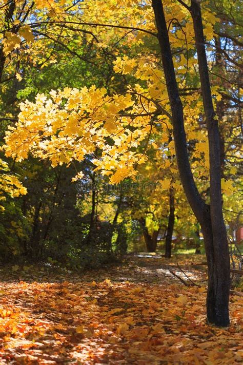 Sunny Autumn Day Stock Photo Image Of Fresh Season 71988132