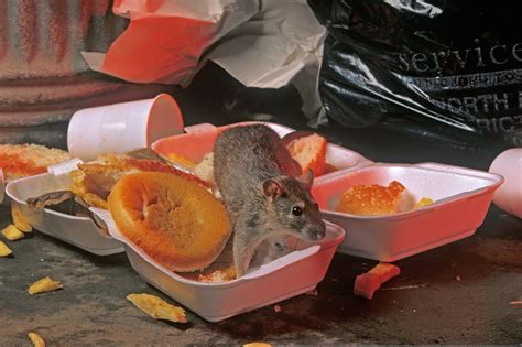 City Rats Eat Meat Country Rats Eat What They Can The New York Times