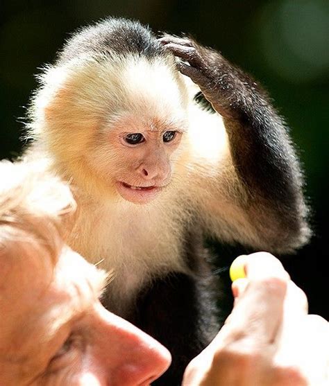 At Miamis Private Zoo Jungle Island In Florida A Young Capuchin Monkey Is Seen Scratching Its