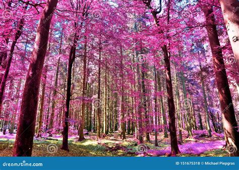 Beautiful Infrared View Into A Purple Fantasy Forest Royalty Free Stock