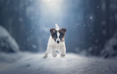 Puppy Hd Winter Dog Snow Pet Baby Animal Hd Wallpaper