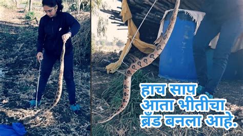 याच सापाने सर्वात जास्त बळी घेतले आहेत A Deadly Snake Of India