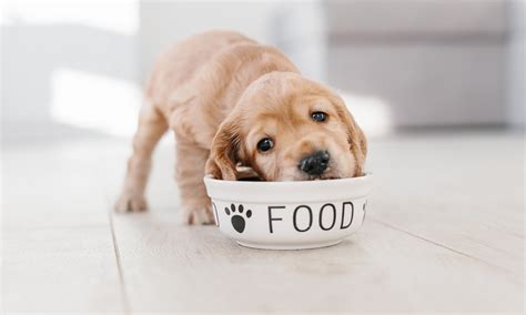 How Long Should Your Puppy Eat Puppy Food Nutrisource Pet Foods